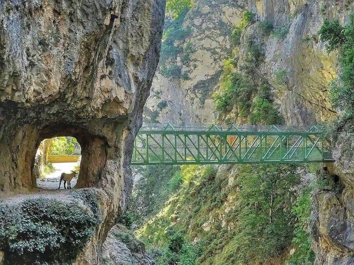 Senda del Cares tallada en la roca, con un puente sobre la garganta